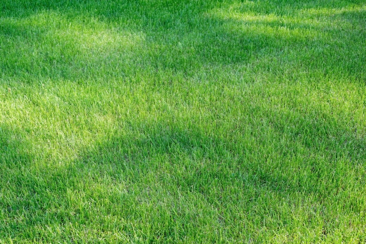 Centipede Grass Sod for sale in New Orleans, Louisiana