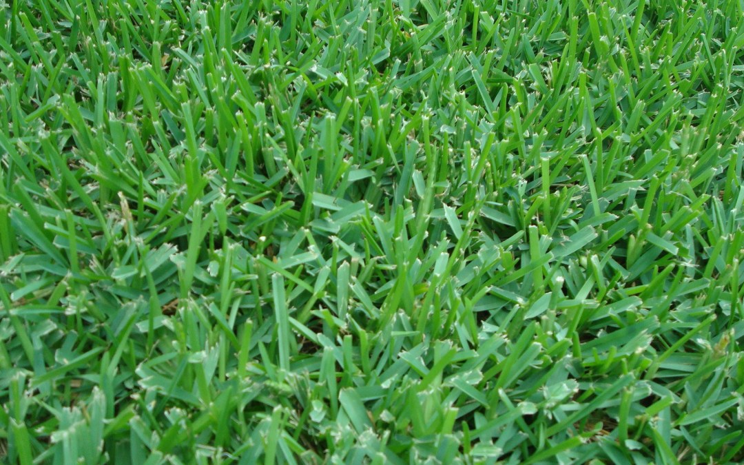 St Augustine Grass Sod New Orleans Sod