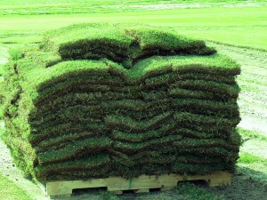 wholesale bulk sod grass for sale by the pallet
