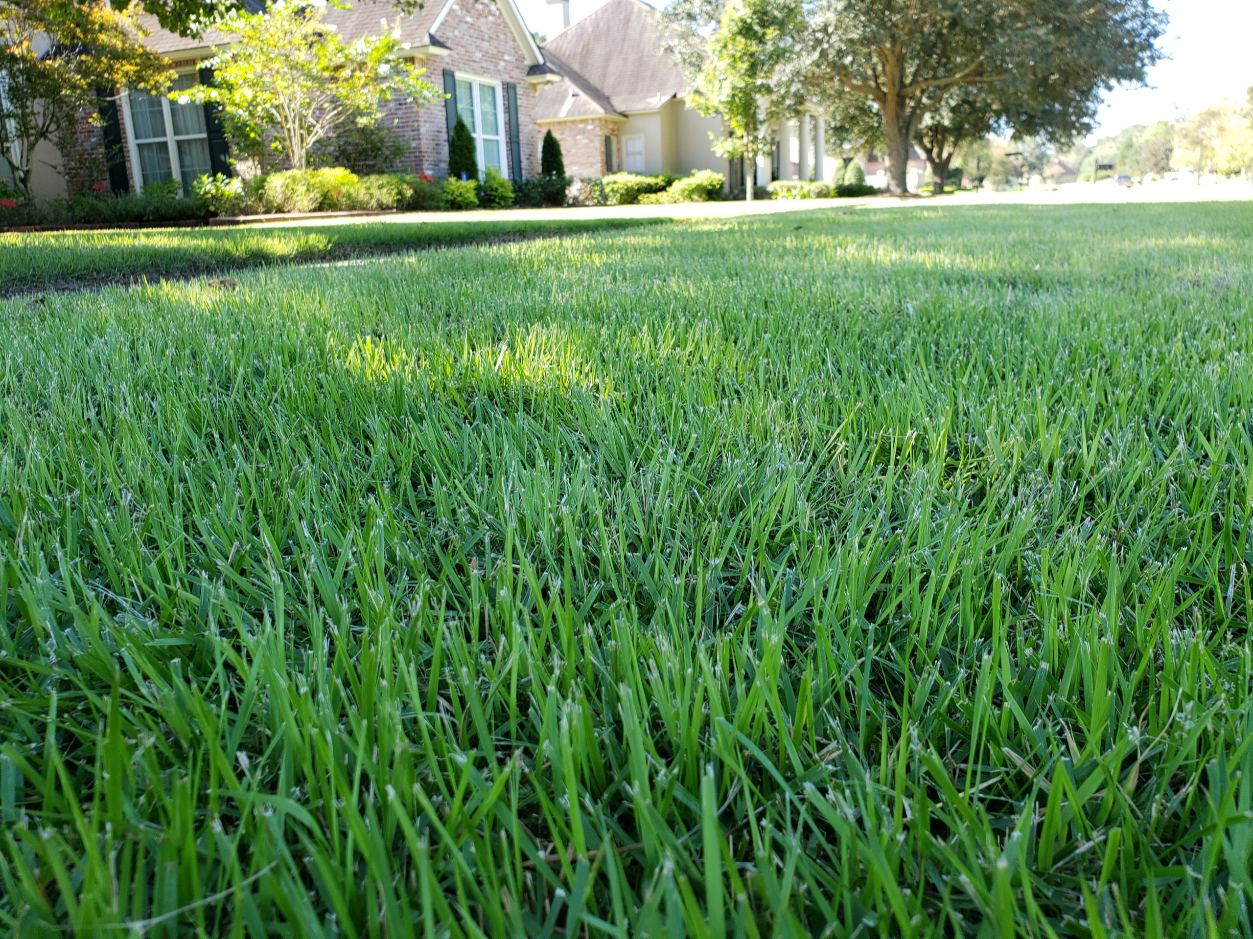 beautiful St. Augustine grass, Zoysia grass sod in New Orleans and South Louisiana