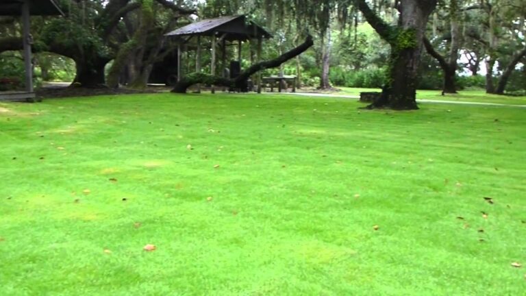 What Is The Best Grass For Wet Areas Orleans Sod Sod In New Orleans