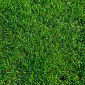 Bermuda Grass Sod