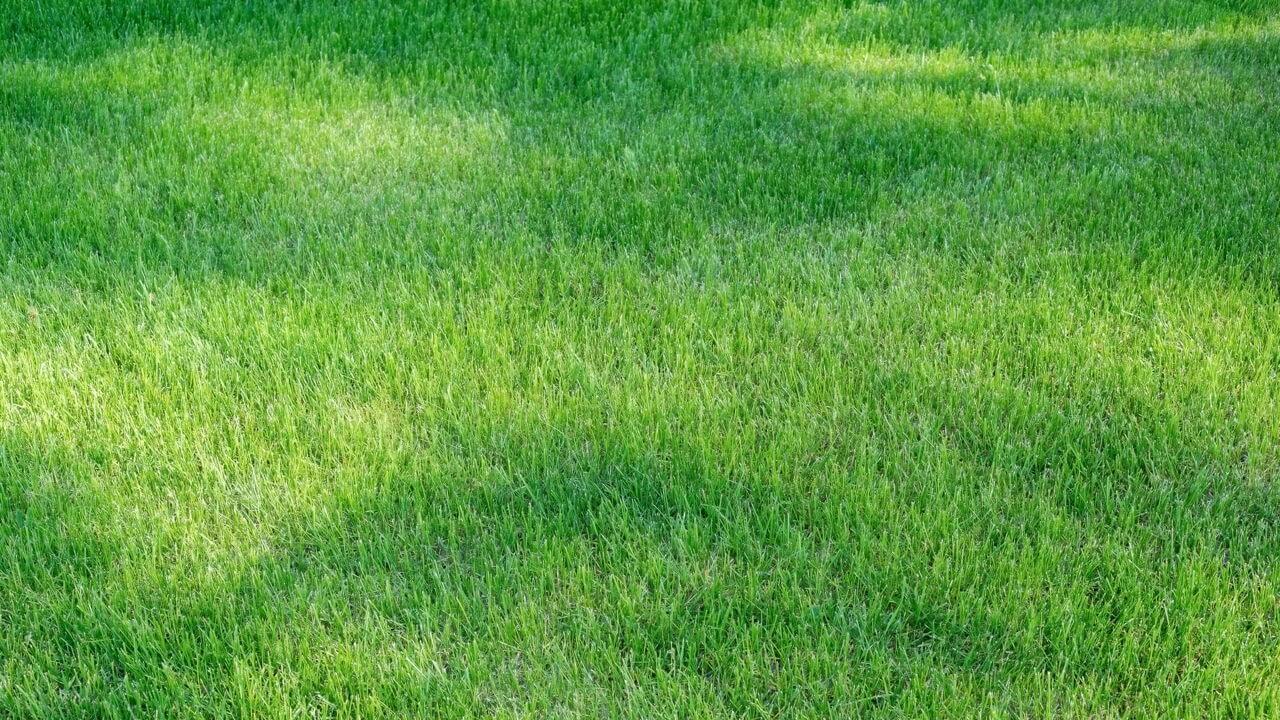 Centipede grass sod in New Orleans