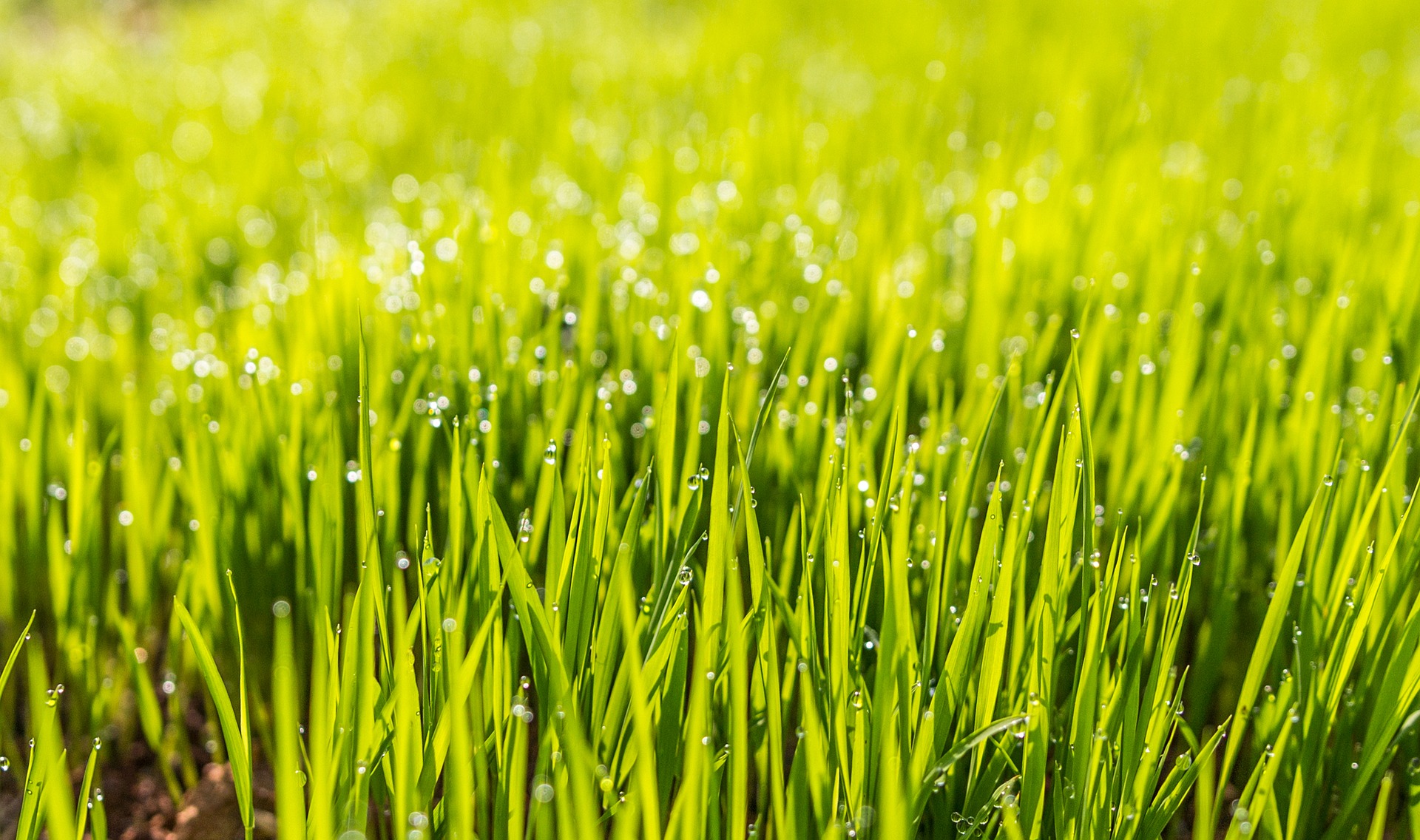 wet lawn grass