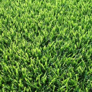 Palisades Zoysia grass and Empire Zoysia Grass sod in New Orleans and South louisiana