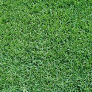 Palmetto St. Augustine grass sod