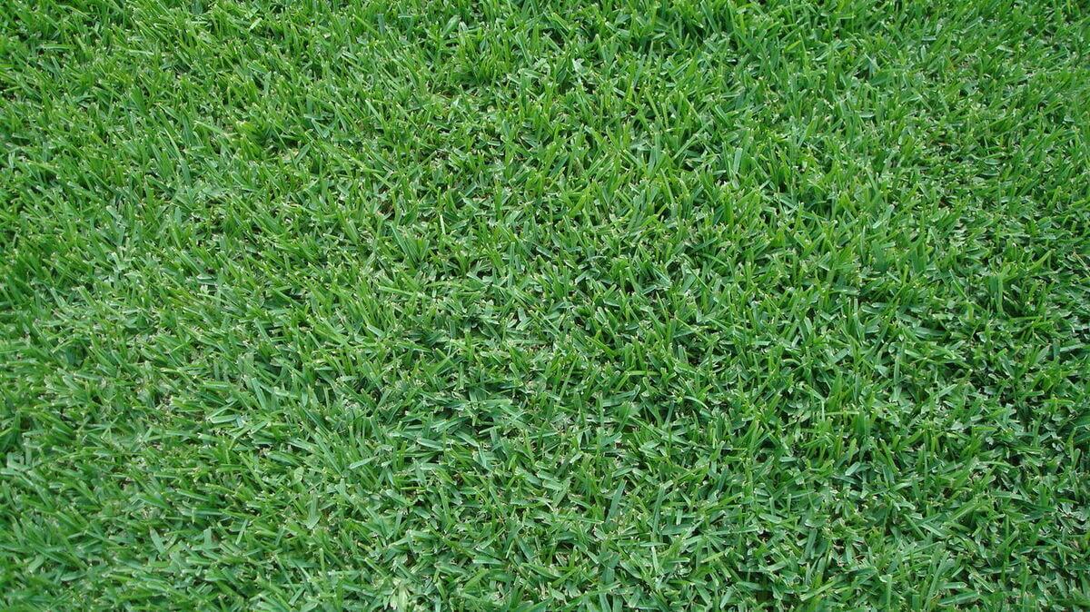 Palmetto St. Augustine grass sod