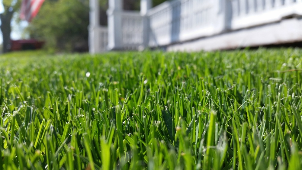 Established lawn at ground level in Greater New Orleans