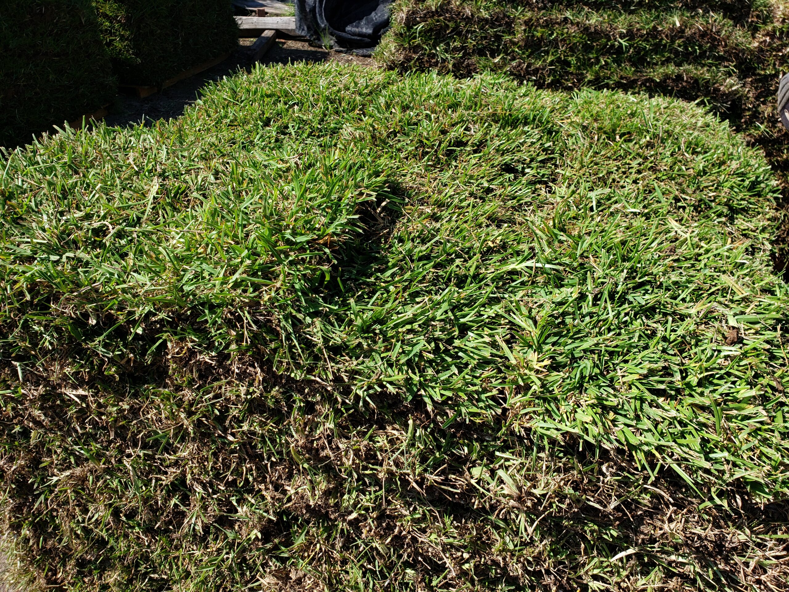 sod installation