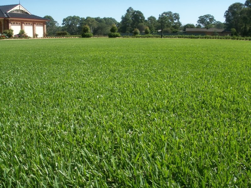 Saint Augustine grass sod installation delivery louisiana